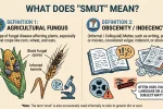 Smut Meaning